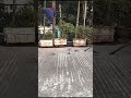 #shortvideo #shortsfeed #bollywood #birds #nature #climatechange