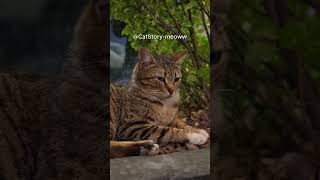 Rahasia Kucing dan Tanaman untuk Rumah Harmonis!