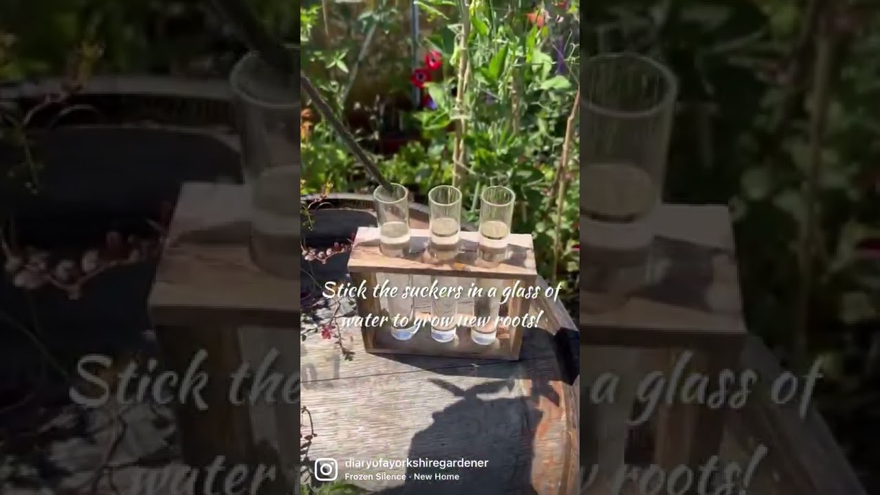 How to root tomato suckers to make new plants! | Diary of a Yorkshire Gardener 