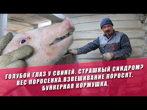 ГОЛУБОЙ ГЛАЗ У СВИНЕЙ. СТРАШНЫЙ СИНДРОМ? ВЕС ПОРОСЕНКА. ВЗВЕШИВАНИЕ ПОРОСЯТ. Бункерная кормушка.