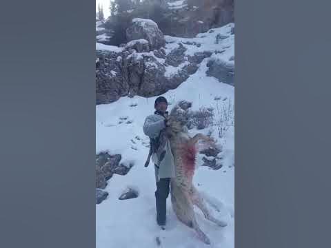 Волчатник - YouTube
