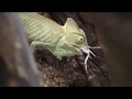 Vlog Кормление хамелеона Охота на сверчка Не для слабонервных  Feeding chameleon 餵養變色龍