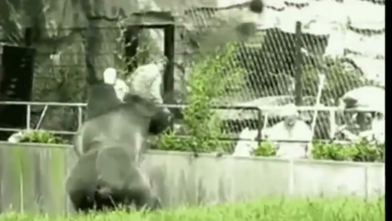 Gorillas Amazing Some Funny Moments Try Not To Laugh Compilation #7 --Gorilla