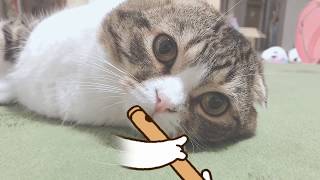 驚愕！楽器を演奏する猫！(ゆる動画w)