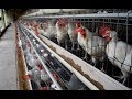 Indian Layer #Poultry Farm - Barabanki Uttar Pradesh (लेयर मुर्गीपालन व्यवसाय)