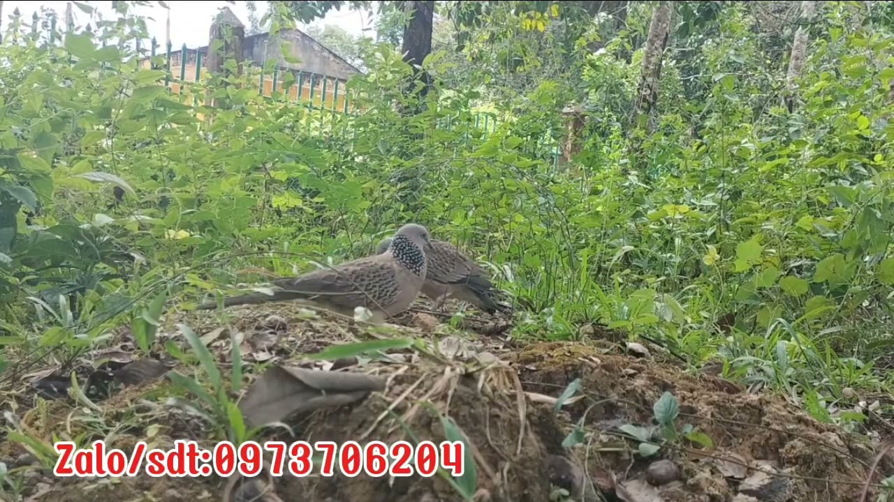 Cu gáy:Đồng nước xa có dặm kèm khá.Cần bổi LH e nhé cả nhà.Cảm ơn mọi người luôn ủng hộ và tin tưởng