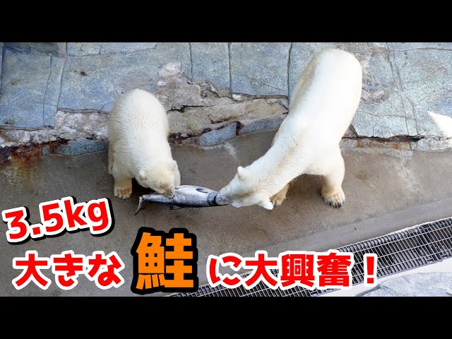 一匹の巨大鮭を奪い合う母グマと息子【ホッキョクグマ】 - YouTube