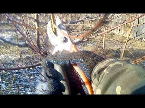 Никогда так не делай! Основная ошибка при обрезке персика.