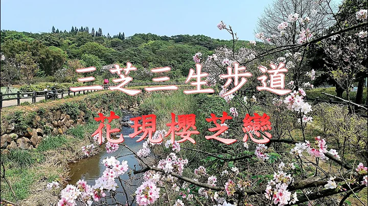 【三芝三生步道】三生步道吉野櫻花季花現櫻芝戀 兩公里河岸步道櫻花美景讓你拍照拍不停 2023新北蒔花好綻賞櫻景點推薦 親子旅遊 - 天天要聞