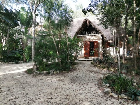 Video: Na Rubu Meksičke Džungle Stoji Kuća Na Drvetu Tulum
