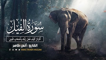 جزء عم | سورة الفيل | القارئ : أنس طاهر