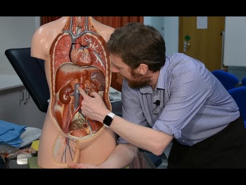 Video: Verschil Tussen Superieure En Inferieure Vena Cava