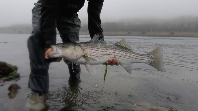 Big J and GetBentTV Catch Blue Fish for Cooking at Cape Cod, MA