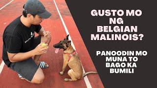 Vlog 41: PROS and CONS of my Belgian Malinois | Tagalog Tips | Paps Niks TV