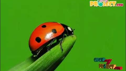 STAMP: Enabling Privacy-Preserving Location | Final Year Projects 2016 - 2017