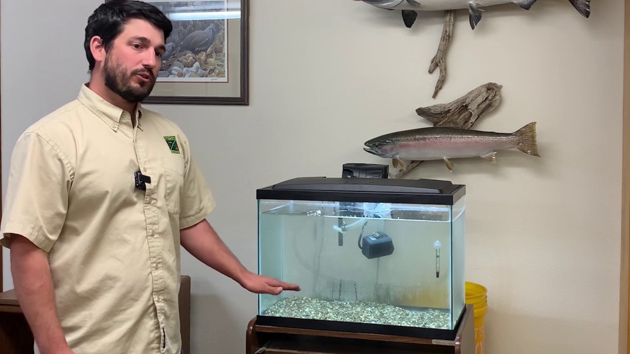 Fish Eggs To Fry Program Introduction YouTube