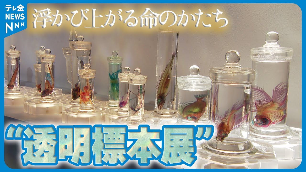 くなりみい出品 立体標本8点 透明標本】浮かび上がる”いのちのかたち” 生き物の造形美を