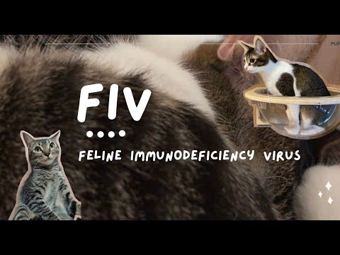 Video: Feline Immunodeficiency Virus (FIV) pada Kucing
