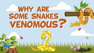Animal Fun Facts :Why are some snakes venomous? | Educational Videos for Kids