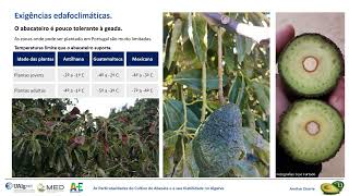 UAlg Portugal I As particularidades do cultivo de abacate e a sua viabilidade no Algarve Abacate2023