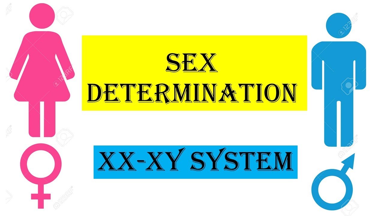 Sex Determination System/ XX-XY Sex Determination System/ Chromosomal Basis of Sex Determination