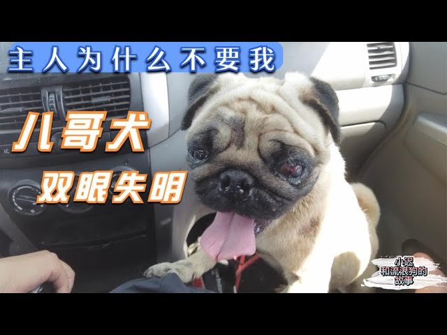 心痛双目失明的巴哥犬 被主人拋弃在路边 不爱为什麽当初养他 Dog Rescue In China Youtube