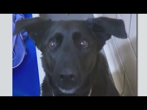 Man arrested for abandoning dog in the cold #doginfo ##arrested #arrest ...