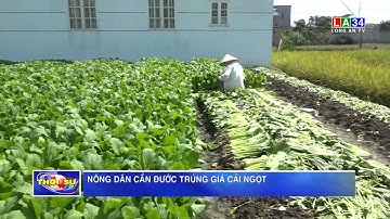 Nông dân Cần Đước trúng giá cải ngọt I LONG AN TV