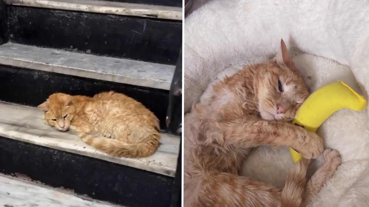 Abandoned Senior Cat Finds Hope with a Banana Toy 