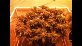 Day 35 Flower TGA Cheese Quake in Super Soil