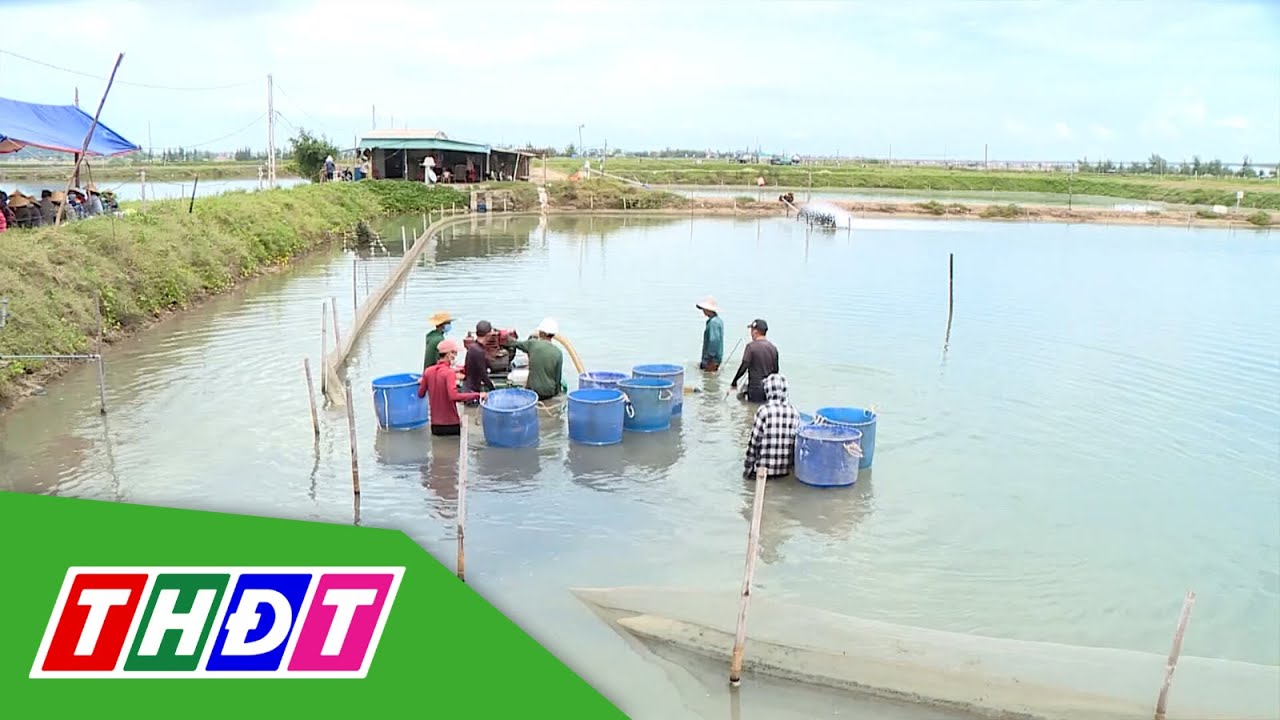 Nông dân Bạc Liêu thu lãi tiền tỷ nhờ nuôi ốc hương | THDT