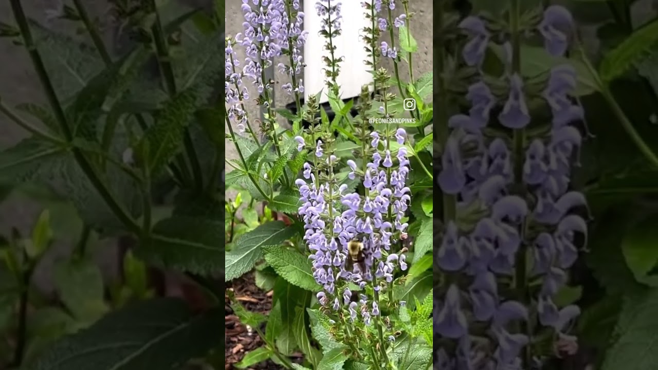 Perfect profusion salvia