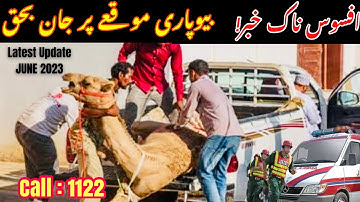 Latest Camel Loading Video | Latest Update 2023 | Angry Camel | Dangerous Camel Loading