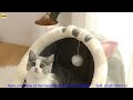 1005006168063003 Cat Pad Bed Sweet Soft Warm Pet Basket Cozy Kitten Lounger Cushion Pet