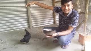 Black bird Kadaknath Shows Hope in Poultry | কাদাকনাথ মুরগি | BD Bangla TV  l Channel l 2021 ll