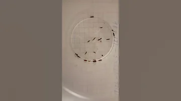 Движение личинок Каштановой моли