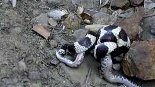 Ca king snake constricts, strikes and begins to swallow western
diamond back rattler. in the hills of central