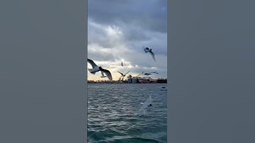تلاوة - الشيخ - عبدالباسط عبدالصمد - رحمه الله - سورة الشورى - #quran_kareem #اكسبلور #لايك