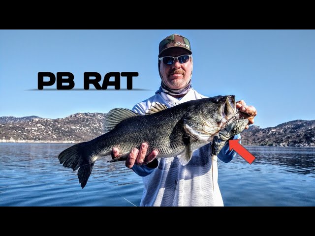 RAT FISHING Made EASY! Everything You Need To Know 