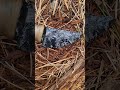 Cute Skinner Handcrafted Stone Blade #obsidian #antler #survival #bushcraft
