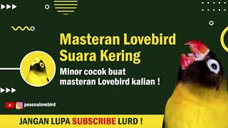 Masteran Lovebird Suara Kering MINOR COCOK BUAT MASTERAN LOVEBIRD KALIAN