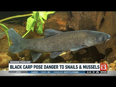 Black Carp Bounty Leads to Discovery in Illinois River