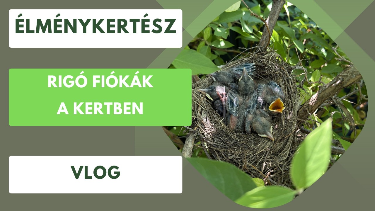 Mit találtam a kertemben? Rigó fészek tele fiókákkal🐦‍⬛