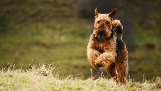 Soft Coated Wheaten Terriers: How to Shine in the Dog Show World