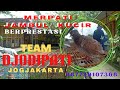 MERPATI KUCIR/ JAMBUL/ CITO BISA BERPRESTASI, TEAM DJODIPATI JOGJAKARTA, LOMBA MERPATI KOLONG  PPMKY