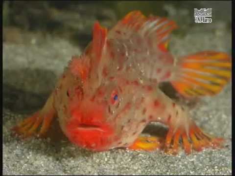 Handfish from Tasmania, Australia - fish that walk!