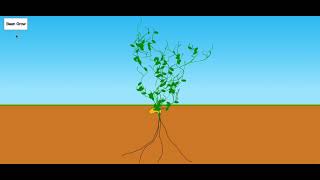 HTML5 Canvas plant