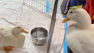 Not all ducks have it easy