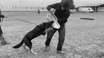 Cheelsea Mapet - protection 9 months