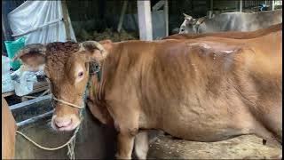 REPORTING THE RESULTS OF THE FEMALE COW WORKSHOP AFTER 3 MONTHS OF TREATMENT IN MY PERSONAL STABLE.